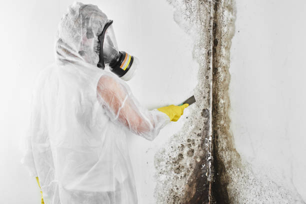 Best Crawl Space Mold Removal  in White Hall, IL