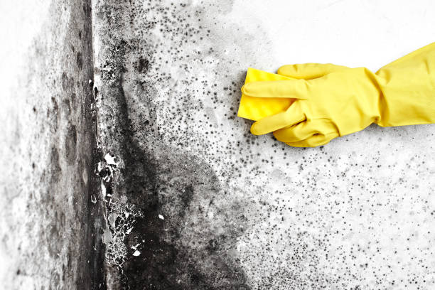 Best Black Mold Removal  in White Hall, IL