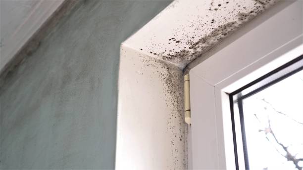 Trusted White Hall, IL Mold Removal Experts