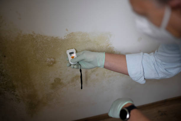 Home Mold Removal in White Hall, IL