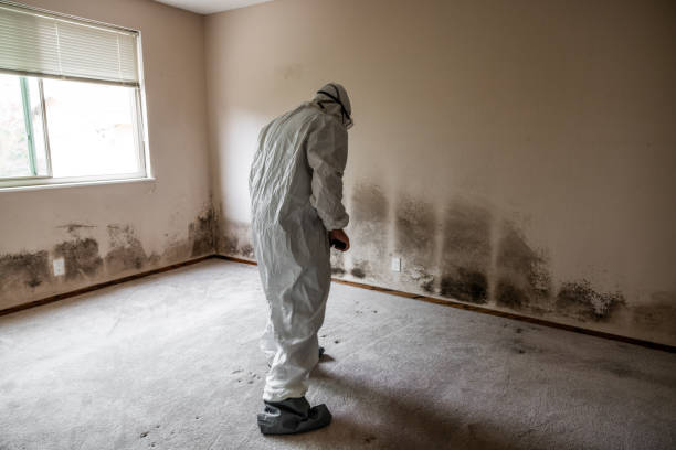 Attic Mold Removal in White Hall, IL